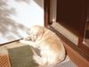 Golden Retriever Hund