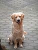 Golden Retriever Foto: Ich bin jetzt auch wieder lieb..... (ID 1737) Golden Retriever Hund