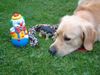 Golden Retriever Foto: Warum darf ich da jetzt nicht dran?? (ID 1738) Golden Retriever Hund