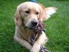 Golden Retriever Foto: Buddy, der wohl nicht ganz (ID 1721) Golden Retriever Hund