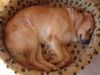 Golden Retriever Foto: Buddy beim Mittagsschläfchen (ID 1722) Golden Retriever Hund
