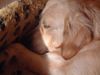 Golden Retriever Foto: Ich träum' was schönes...... (ID 1736) Golden Retriever Hund