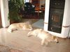 Golden Retriever Foto: Mittagsschlaf Ede (vorne) und Sally (ID 5412) Golden Retriever Hund