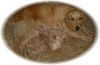 Golden Retriever Foto: Unsere Retriever-Welpen (ID 38690) Golden Retriever Hund
