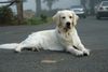 Golden Retriever Foto: Balou mit 2 Jahren (ID 33145) Golden Retriever Hund