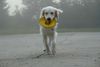 Golden Retriever Foto: Balou -mein Lieblingsspielzeug- (ID 33150) Golden Retriever Hund