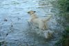 Golden Retriever Foto: Balou rein in den Kanal (ID 33147) Golden Retriever Hund