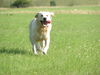 Golden Retriever Foto: Wo gibt es was zum Fressen (ID 27750) Golden Retriever Hund