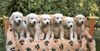 Golden Retriever Foto: C-Wurf (ID 20806) Golden Retriever Hund