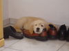 Golden Retriever Foto: Ben, 11 Wochen alt (ID 31793) Golden Retriever Hund