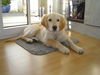 Golden Retriever Foto: Ben, 4 Monate alt (ID 31796) Golden Retriever Hund