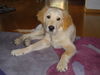 Golden Retriever Foto: Ben, 4 Monate alt (ID 31797) Golden Retriever Hund