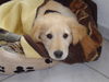 Golden Retriever Foto: Ben, fast 4 Monate alt (ID 31794) Golden Retriever Hund