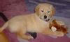 Golden Retriever Foto: Ben, 10 Wochen alt (ID 31792) Golden Retriever Hund