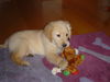 Golden Retriever Foto: Ben, 10 Wochen alt (ID 31791) Golden Retriever Hund
