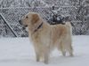 Golden Retriever Foto: Schneefreuden (ID 13295) Golden Retriever Hund