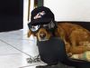Golden Retriever Foto: Motorradhund (ID 11284) Golden Retriever Hund
