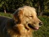 Golden Retriever Foto: Bilbo vom Golden Sun Rise (ID 3188) Golden Retriever Hund