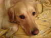 Golden Retriever Foto: eine liebenswerte Wasserratte (ID 38685) Golden Retriever Hund