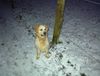 Golden Retriever Foto: Das ist Wurpland Lasse auf einem seiner Spaziergänge! Geduldig erwartet er seinen kleines Herrchen! (ID 1773) Golden Retriever Hund