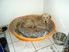 Golden Retriever Foto: Ist die nicht süß? (ID 26425) Golden Retriever Hund