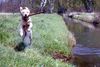 Golden Retriever Foto: Erik der Wickinger (ID 30977) Golden Retriever Hund
