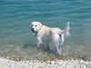 Golden Retriever Foto: Einstein (ID 33364) Golden Retriever Hund
