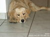 Golden Retriever Foto: das ist Kimba die hübscheste Goldihündin (ID 26354) Golden Retriever Hund