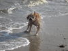 Golden Retriever Foto: Balu an der Nordsee (ID 35773) Golden Retriever Hund