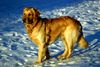 Golden Retriever Foto: Erik der Wickinger (ID 30976) Golden Retriever Hund