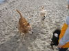 Golden Retriever Foto: Balu an der Nordsee (ID 35801) Golden Retriever Hund
