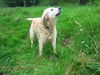 Golden Retriever Foto: Charly nach dem schwimmen in der Nied (ID 39159) Golden Retriever Hund