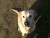 Golden Retriever Foto: Georgi 5monate alt (ID 40490) Golden Retriever Hund