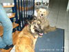 Golden Retriever Foto: Kimba, Jamie bitte gucken!! (ID 27808) Golden Retriever Hund