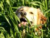 Golden Retriever Foto: Ginger 2 Jahre (ID 11327) Golden Retriever Hund