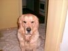 Golden Retriever Foto: Schau mir in die Augen ; Kleines ! (ID 12129) Golden Retriever Hund
