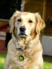 Golden Retriever Foto: Ginger 2 Jahre (ID 11728) Golden Retriever Hund
