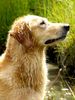Golden Retriever Foto: Mein Lieblingsfoto von Ginger (ID 12441) Golden Retriever Hund