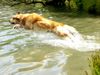 Golden Retriever Foto: Ginger in Action (ID 12442) Golden Retriever Hund