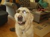 Golden Retriever Foto: In geheimer Mission (Bendix007) (ID 15086) Golden Retriever Hund
