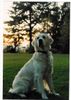 Golden Retriever Foto: Emira posiert ... (ID 5615) Golden Retriever Hund