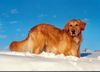 Golden Retriever Foto: Golden Retriever Johnny 2 1/2 Jahre (ID 2375) Golden Retriever Hund