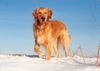 Golden Retriever Foto: Johnny (ID 2376) Golden Retriever Hund