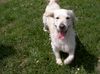 Golden Retriever Foto: Jimmy (ID 5499) Golden Retriever Hund