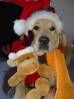 Golden Retriever Foto: Frohes Fest (ID 30035) Golden Retriever Hund