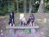 Golden Retriever Foto: Zwei Aussie`s und ein Goldie, die sich lieben... (ID 26580) Golden Retriever Hund