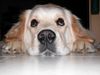 Golden Retriever Foto: AIKA (ID 9343) Golden Retriever Hund