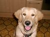 Golden Retriever Foto: Hallöchen!!! (ID 9051) Golden Retriever Hund