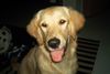 Golden Retriever Foto: Cora (ID 9229) Golden Retriever Hund