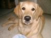 Golden Retriever Foto: Cora (ID 9230) Golden Retriever Hund